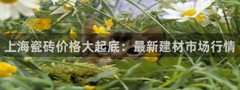 杏鑫平台代理怎么做的