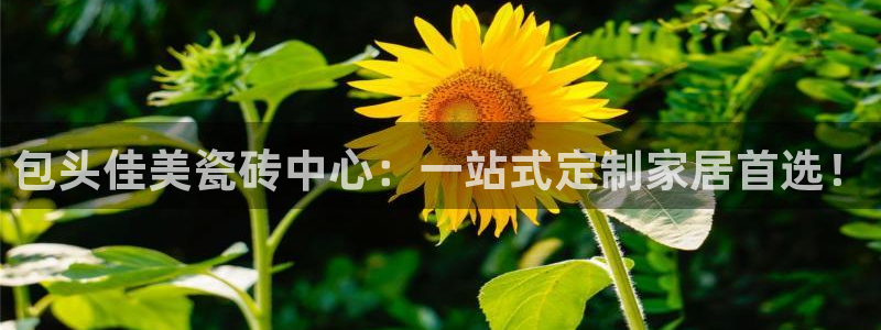 杏鑫平台野马联盟怎么样